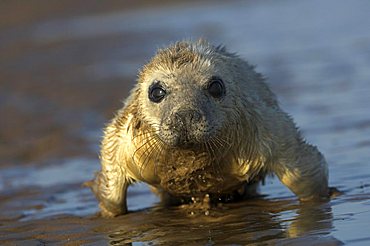 Grey Seal (Halichoerus grypus)