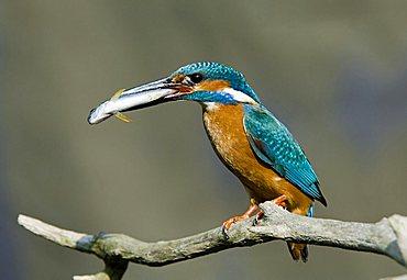 Kingfischer (Alcedo atthis)