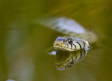 Grass snake (Natrix natrix)