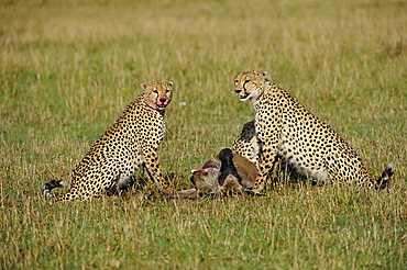 Cheetah (Acinonyx jubatus) with prey, Wildebeest (Connochaetes taurinus albojubatus), young animal, Masai Mara, national park, Kenya, East Africa