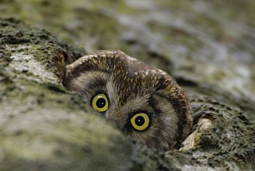 Tengmalm's Owl (Aegolius funereus)