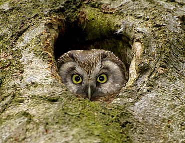 Tengmalm's Owl (Aegolius funereus)