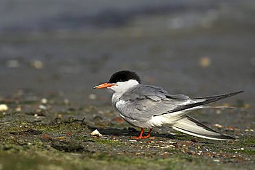 Common Tern (Sterna hirundo)