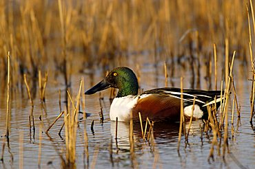 Northern Shoveller (Anas clypeata)