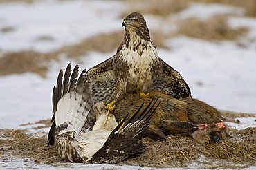 Buzzard (Buteo buteo)