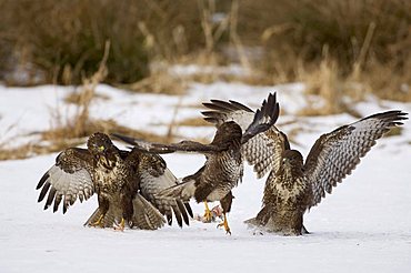 Buzzard (Buteo buteo)