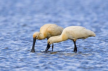 Spoonbill (Platalea leucorodia)