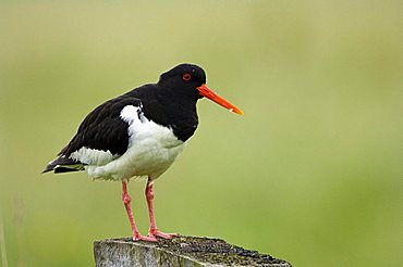 Oystercatcher (Haematopus ostralegus)