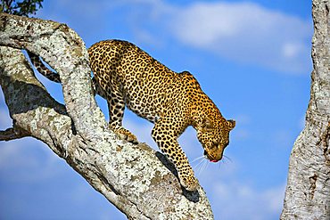 Leopard (Panthera pardus), Masai Mara Nature Reserve, Kenya, East Africa