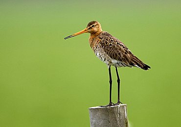 Black-tailed godwit (Limosa limosa)