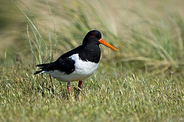 Oystercatcher (Haematopus ostralegus)