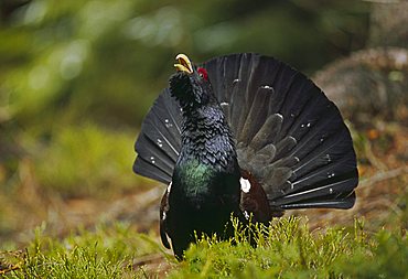 Western Capercaillie (Tetrao urogallus)