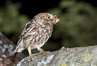 Little Owl (Athene noctua)