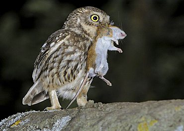 Little Owl (Athene noctua)