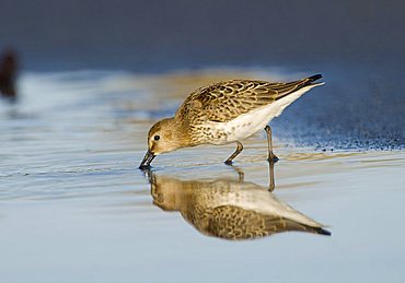 Dunlin (Calidris alpina)