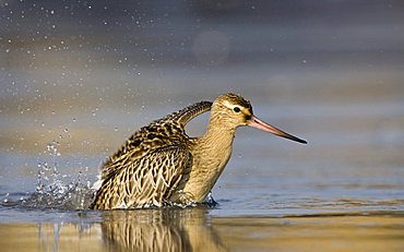 Bar-tailed godwit (Limosa lapponica)