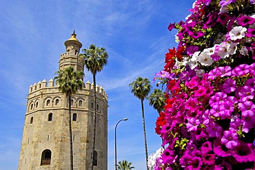 Torre del Oro, Sevilla, Andalusia, Spain, Europe