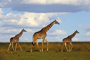 Group of Masai Giraffes (Giraffa camelopardalis tippelskirchi) on the steppe, female with two calves, Masai Mara Nature Reserve, Kenya, East Africa