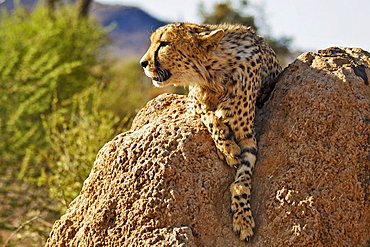 A Cheetah (Acinonyx jubatus) on a termite mound in the sun, Africat Foundation, Namibia, Africa