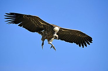 Rueppell's Vulture (Gyps rueppellii) in flight, Masai Mara Nature Reserve, Kenya, East Africa