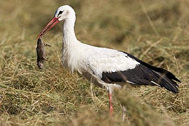 White storch with mouse in its bill, Germany