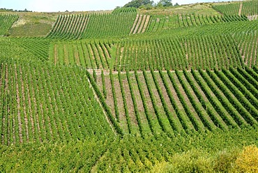 Vineyards in Moselle valley, Rhineland-Palatinate, Germany, Europe