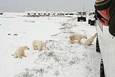 Tundra Buggy Lodge, Tundra Buggies and Polar Bears (Ursus maritimus) Churchill, Manitoba, Canada