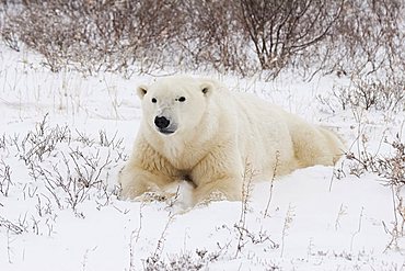 Polar Bear (Ursus maritimus) laying on its stomach in the snow, Churchill, Manitoba, Canada