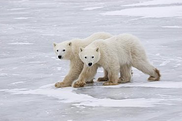 Two young Polar Bears (Ursus maritimus) walking in step over the ice, Churchill, Manitoba, Canada