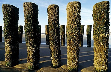 Old wooden groynes, moss-covered, coastal protection on the North Sea, Walcheren peninsula, Zeeland, Netherlands, Europe