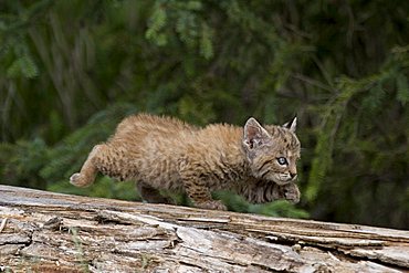 Young bobcat stalking