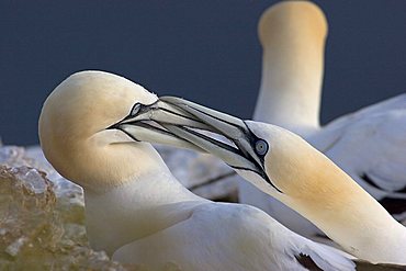 courtship behaviour of gannets