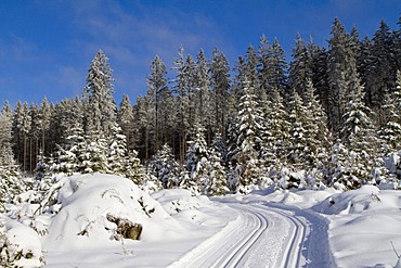 Cross-country ski trail in the snow-covered forest, Gutenbrunn Baernkopf biathlon and cross country ski center, Waldviertel, Lower Austria, Austria, Europe