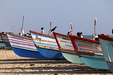 Colorful fishing boats on the beach, Somatheeram Beach, Malabarian Coast, Malabar, Kerala state, India, Asia