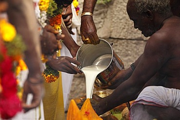 Milk as an offering, Thaipusam festival in Tenkasi, Tamil Nadu, Tamilnadu, South India, India, Asia