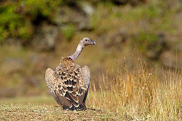 Rueppell's Vulture (Gyps rueppellii), Masai Mara Nature Reserve, Kenya, East Africa