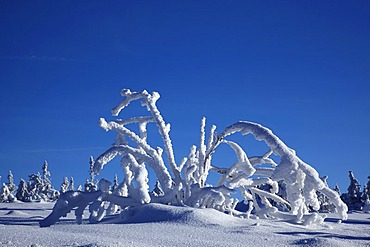 Snow-covered branches in the middle of a snowy landscape, winter, Black Forest, Baden-Wuerttemberg, Germany, Europe