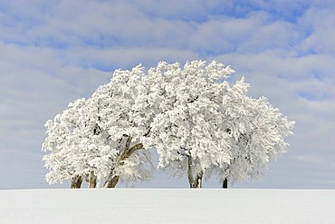 European Beech or Common Beech (Fagus sylvatica), distorted by wind and snow and frost, Schauinsland Mountain, Black Forest, Breisgau-Hochschwarzwald, Baden-Wuerttemberg, Germany, Europe