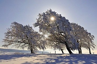 European Beech or Common Beech (Fagus sylvatica), distorted by wind and snow and frost, Schauinsland Mountain, Black Forest, Breisgau-Hochschwarzwald, Baden-Wuerttemberg, Germany, Europe