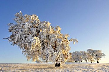 European Beech or Common Beech (Fagus sylvatica), distorted by wind and snow and frost, Schauinsland Mountain, Black Forest, Breisgau-Hochschwarzwald, Baden-Wuerttemberg, Germany, Europe