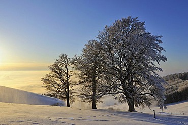 European Beech or Common Beech (Fagus sylvatica), distorted by wind and snow and frost, Schauinsland Mountain, Black Forest, Breisgau-Hochschwarzwald, Baden-Wuerttemberg, Germany, Europe