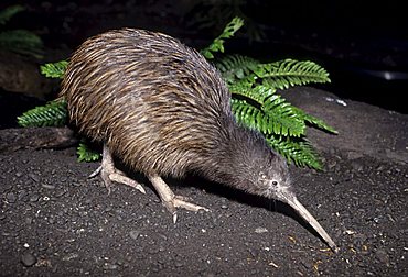 Kiwi, New Zealand's heraldic animal