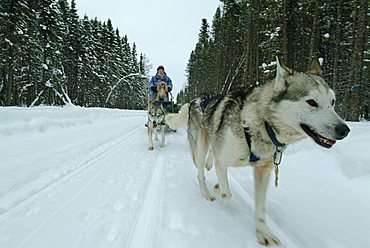 CAN, Canada, Quebec: dogsleds in the forest of Saint-David-de-Falardeau, north of Chicoutimi