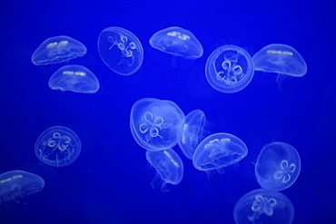 ESP, Spain, Valencia : Europes biggest aquarium, Ciudad de las Artes y de las Ciencias, jelly, moon jelly fish, moon jellyfish, common jellyfish, saucer jelly or swimming jellyfish (Aurelia aurita)