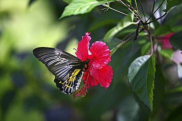 Butterfly perched on a flower, Somatheeram Ayurveda Resort, traditional Ayurvedic medicine spa resort, Trivandrum, Kerala, India, Asia