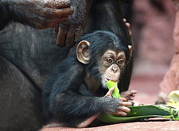 Common Chimpanzee or Robust Chimpanzee (Pan troglodytes), baby, in the Zoom Erlebniswelt, zoo in Gelsenkirchen, North Rhine-Westphalia, Germany, Europe