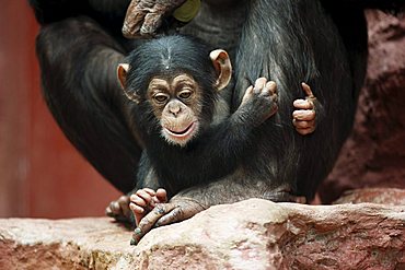 Common Chimpanzee or Robust Chimpanzee (Pan troglodytes), baby, in the Zoom Erlebniswelt, zoo in Gelsenkirchen, North Rhine-Westphalia, Germany, Europe