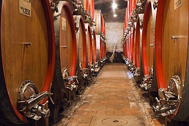 Wine barrels in the cellar of the Badia di Coltibuono winery, Chianti, Tuscany, Italy, Europe