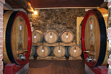 Wine barrels, wine cellar in the Brunello winery, Fattoria dei Barbi, Podernovi, Montalcino, Tuscany, Italy, Europe