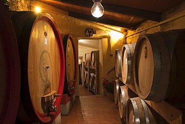 Wine barrels, wine cellar in the Brunello winery, Fattoria dei Barbi, Podernovi, Montalcino, Tuscany, Italy, Europe